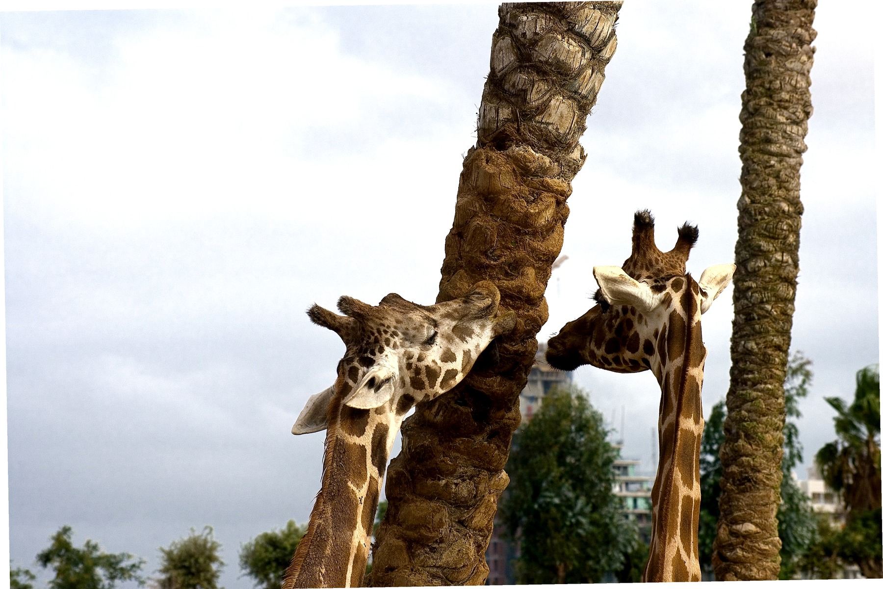 Bioparc Valencia family wildlife park entrance area